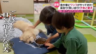 我が家にワンちゃんがやってきた