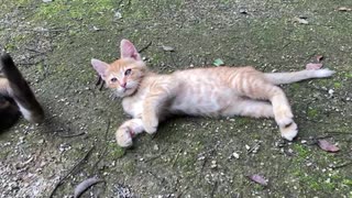 子猫　カラスにビクッ