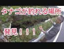 【発見】タナゴが釣れるスポットを見つけました！釣り動画