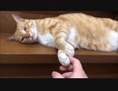 猫の握手会に参加してみた