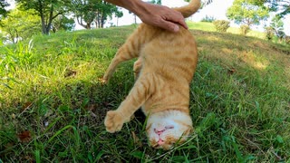 腰トントンするとお尻を高く上げすぎて前転する野良猫