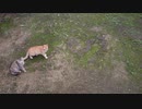 公園でドローン飛ばすと猫が集まってきた
