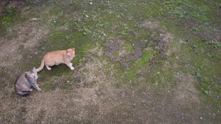 公園でドローン飛ばすと猫が集まってきた