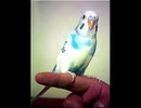 「探偵ナイトスクープ」インコの巻【ゆっくり朗読】