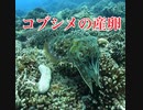 コブシメの産卵・沖縄・慶良間諸島