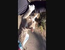 神社の猫様が怒りの爪を男に向けた！まさかの天罰・・？#Shorts 【野良猫】