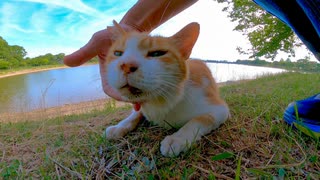 池の側によく喋る猫がいたので近くに行ってナデナデしたらゴロゴロ喜んでカワイイ