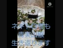 ネギトロ巻も青実山椒で美味しく食べた生き返ります 喧嘩絶えないな巻き寿司見る それをゆうなら生傷しみる_1080p