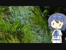 【CeVIO写真】今日も写真でのんびり雑談＿62枚目【忍者のような”軒忍”】