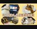 猫が教える感染症対策