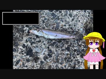月読アイの釣行メモ part6【VOICEROIDフィッシング】