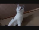 カーテンを外すのにハマってるネコさん