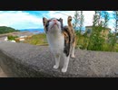 三毛猫がモフられに防波堤に上って来た