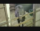 シュシュブリーズの咀嚼音2時間