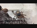 [プレステ５って]タランチュラ飼育日記その２５０[結局いくらなん？]