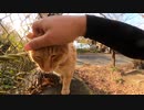 【野良猫】茶トラ猫の甘えん坊でお困りの方、対処方法はこちら【猫動画】