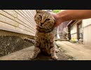 路地裏で寝ていた野良猫の頭を撫でると伸び上がってきてカワイイ