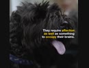 Dog Therapy and Massage_ Learning Why It Works
