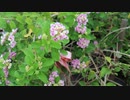 路边植物 canon 200d2 200dii 4k