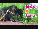 2021/07/18放送【107日目 北海道 釧路 早朝 あずにゃんぽ（猫散歩）】北海道全市町村制覇するまで帰れまてん！　猫と車中泊の旅　日本縦断【旅猫あずき～保護猫から旅猫へ～】