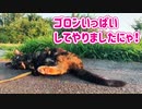 2021/07/18放送【107日目 北海道 釧路 夕方 あずにゃんぽ（猫散歩）】北海道全市町村制覇するまで帰れまてん！　猫と車中泊の旅　日本縦断【旅猫あずき～保護猫から旅猫へ～】