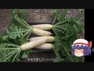 ゆっくり農民164ダイコンを育ててみませんか？#4