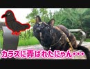 2021/07/19放送【108日目 北海道 釧路 早朝 あずにゃんぽ（猫散歩）】北海道全市町村制覇するまで帰れまてん！　猫と車中泊の旅　日本縦断【旅猫あずき～保護猫から旅猫へ～】