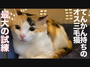 てんかん持ちのオス三毛猫、最大の試練に挑む