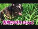 2021/07/19放送【108日目 北海道 釧路 夕方 あずにゃんぽ（猫散歩）】北海道全市町村制覇するまで帰れまてん！　猫と車中泊の旅　日本縦断【旅猫あずき～保護猫から旅猫へ～】