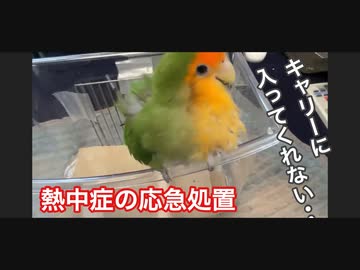 インコの通院拒否と熱中症の応急処置(アーカイブ)