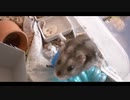 ハムスター飼いました。その120～ハムスターくんとバナナチップ～