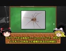 【ゆっくり解説】細胞を壊死させる毒を持つクモ、ドクイトグモについて