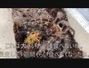 [君は天然色が]タランチュラ飼育日記その２５１[とてもすっき]