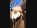 【野良猫】猫の頭をなでるとキマる【猫動画】#Shorts