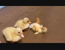 音源加えただけのスバルどダッグ