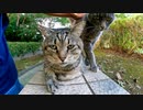 背中を撫でるとペロペロする猫が可愛過ぎる