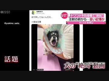 チワワ