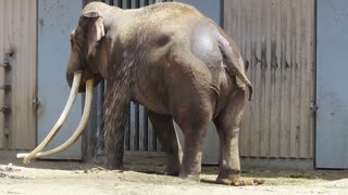 人気の ゾウ 動画 6本 ニコニコ動画