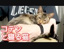 コテンと寝る猫