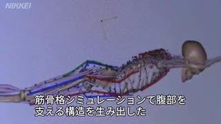 ミズノの競泳水着　筋骨格シミュレーションで開発