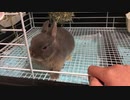 【うさぎ】また家族が増えました【ASMR】