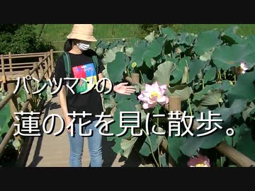 パンツマンの蓮の花を見に散歩.