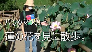 パンツマンの蓮の花を見に散歩.