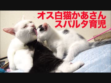 オス猫かあさん、保護子猫を千尋の谷に突き落とす