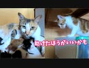 手助けを求めない母猫【五匹目の子猫誕生】懸命に赤ちゃんを引き離そうとするが… ～第四子赤ちゃん出産から二十五分経過後～