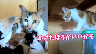 手助けを求めない母猫【五匹目の子猫誕生】懸命に赤ちゃんを引き離そうとするが… ～第四子赤ちゃん出産から二十五分経過後～