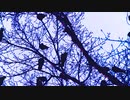 Video-edit @City