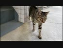 野良猫とかスマホで撮りました。最後は泳いでる。