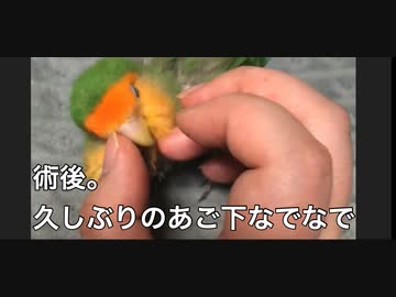 インコ通院後の配信(アーカイブ)