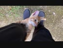セミを捕まえていた子猫が足に飛びかかってくる